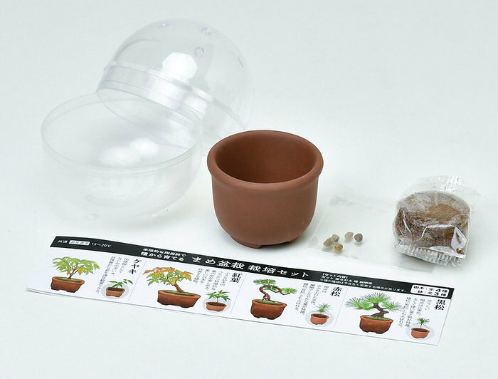ARUNE 仮装雑貨のお店あるねの聖新陶芸 GD-954 育てるカプセル まめ盆栽 黒松 赤松 紅葉 欅 ケヤキ 4種 アソート 24個入り業務用BOX プレゼント 植物栽培セット 母の日 父の日 ギフト 景品 学習教材｜アングル3