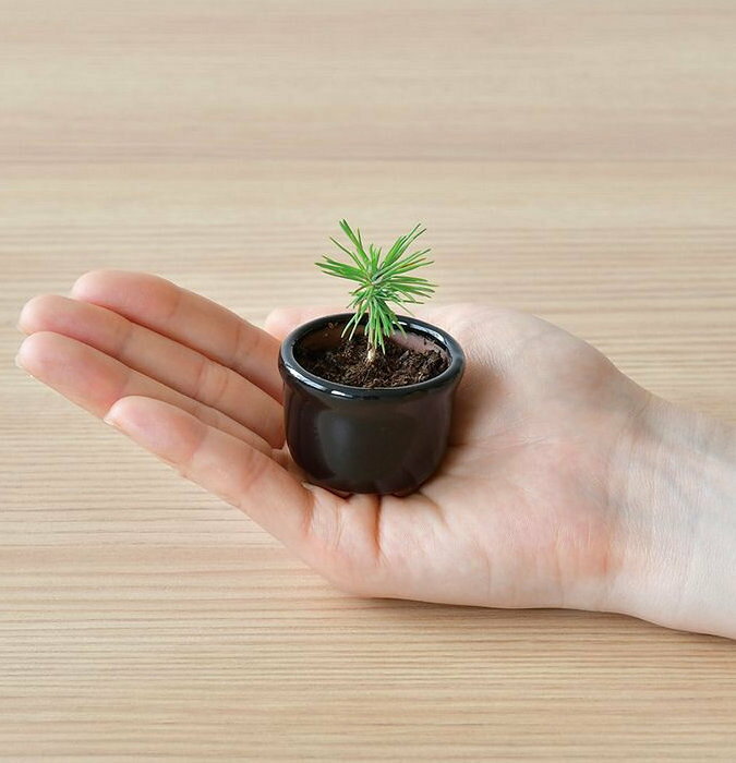 聖新陶芸 GD-96501 HACO MAME 盆栽栽培セット 黒松 プレゼント 景品 学習教材 植物...