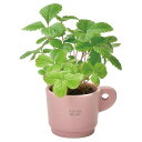 聖新陶芸 GD-96903 カラーミーアップマグ ワイルドストロベリー 景品 植物栽培セット 母の日 父の日 ギフト 学習教材 プレゼント