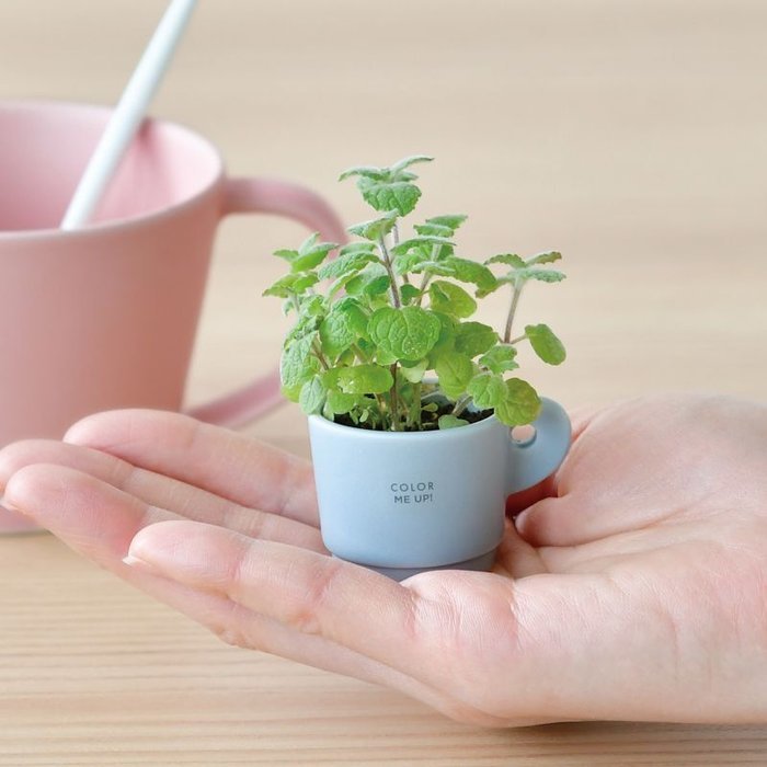 聖新陶芸 GD-96903 カラーミーアップマグ ワイルドストロベリー 景品 植物栽培セッ...