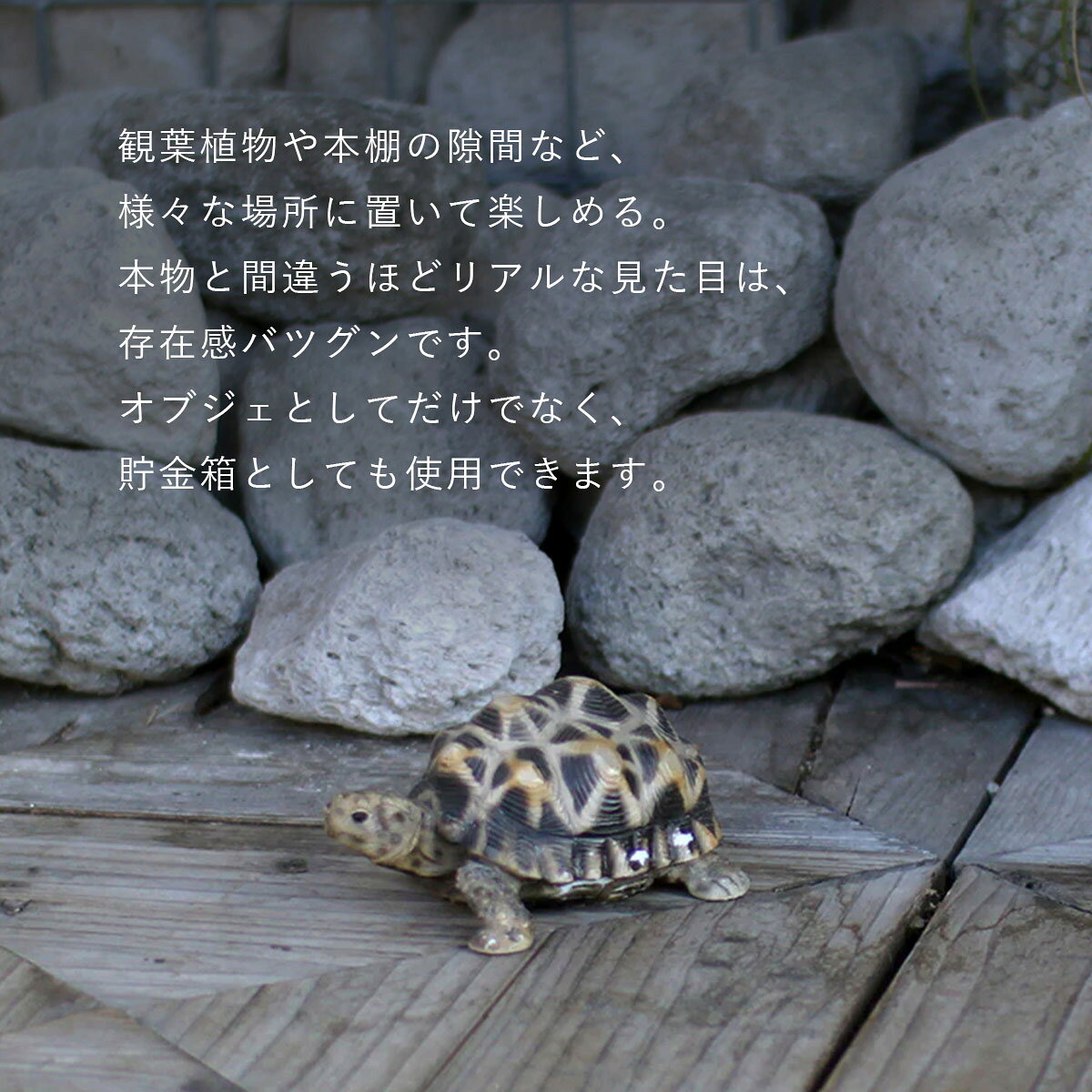 PET BANK ペットバンク STAR TORTOISE ホシガメ | インドホシガメ / 亀 / 貯金箱 / オブジェ / 置物 / 癒し / インテリア / ギフト / magnet / マグネット【沖縄・離島 お届け不可】 [2]