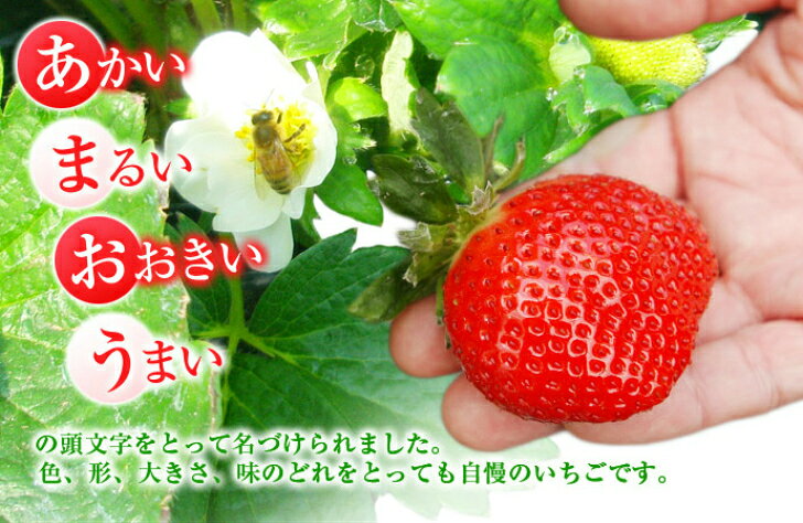 博多あまおう イチゴ いちご 福岡県産 クール...の紹介画像3