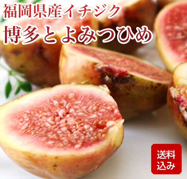 いちじく 博多とよみつひめ イチジク 無花果 お中元 お盆のお供え福岡県産 クール便 ギフトのサムネイル