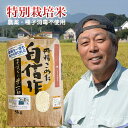 特別栽培米 白米 農薬不使用（栽培期間中） 種子消毒不使用 福岡県産 令和5年産