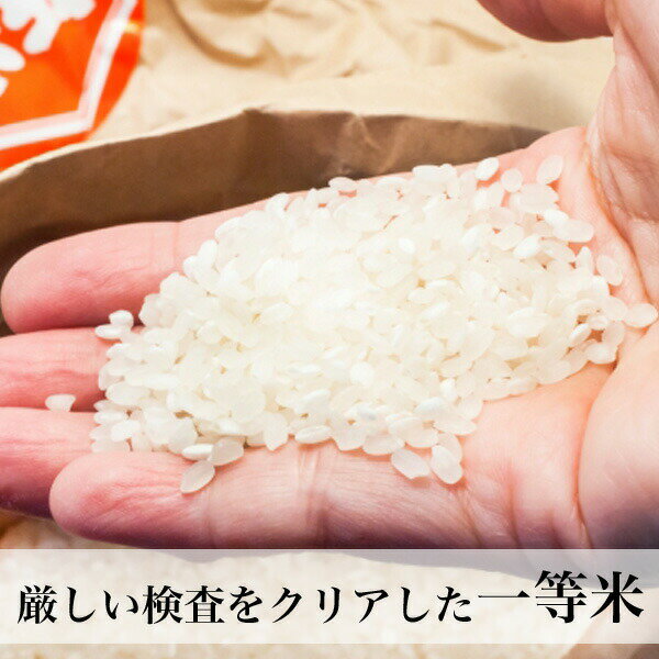 森のくまさん 白米 10kg 米 コメ 一等米 熊本県産 令和3年産