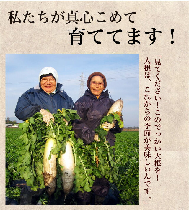 漬け物 大根 自家農園一本大根 鹿児島産