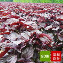赤しそ 葉 5kg 20束 梅干し用 赤紫蘇ジュース用 福岡