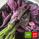 赤しそ 葉 2kg 8束 梅干し用 赤紫蘇ジュース用 福岡県