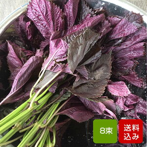 赤しそ 葉 2kg 8束 梅干し用 赤紫蘇ジュース用 福岡県芦屋産