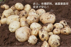 じゃがいも 5kg 出島 新ジャガイモ 長崎県島原産