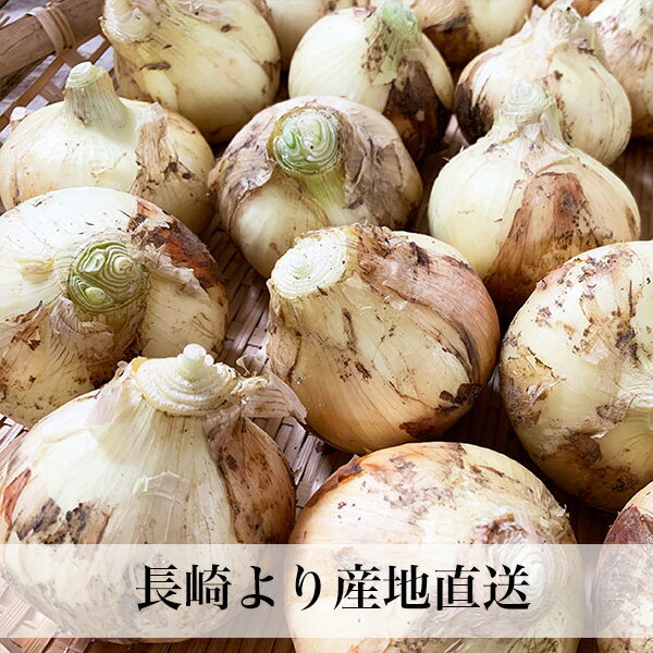有機栽培 オーガニック 新たまねぎ 4kg 新タマネギ 玉ねぎ 玉葱 長崎県産 産地直送
