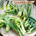 春のまめ豆野菜セット グリーンピース そらまめ スナップエンドウ いんげん 菜の花など春野菜5種類入り