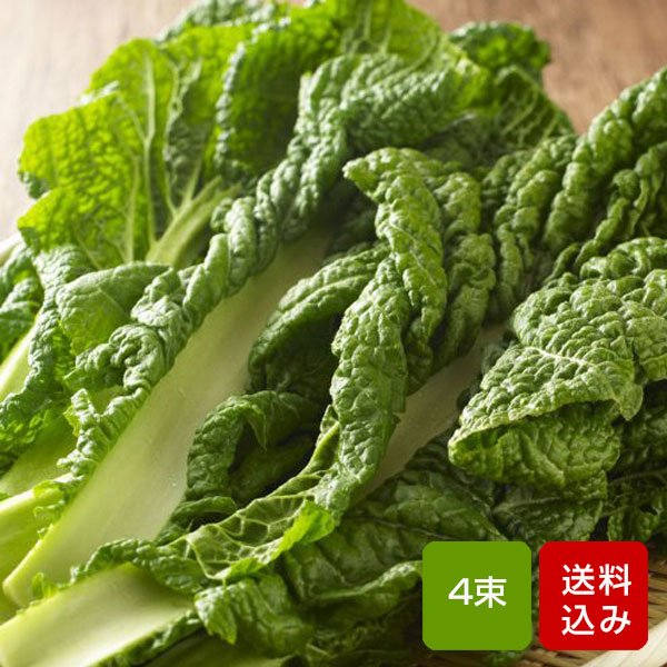 かつお菜 4束 カツオ菜/かつおな/カツオナ/鰹菜 ご予約品のサムネイル