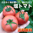 【送料無料】塩トマト ご贈答用にも濃厚でとにかくおいしいトマト!お年賀、バレンタイン、ホワイトデーやお誕生日祝いなどにもおススメ! - 朝ごはん本舗