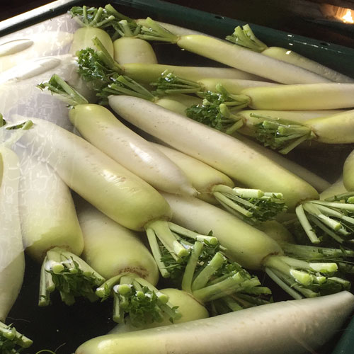 大根 1本 福岡産