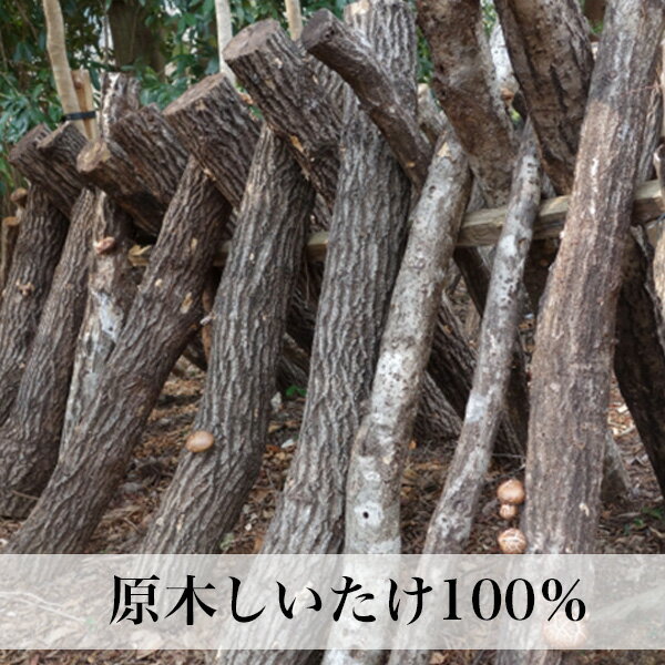 干ししいたけ 70g（35g×2袋） 原木乾しいたけ 乾物 干し椎茸 福岡県星野村産 メール便 2