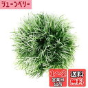 CAPASTEC 人工水草ボール、水槽景観シミュレーションプラスチック小さな水草ボール 13.5cm(緑ホワイト)