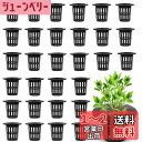 LEACAGR 水耕栽培鉢 30個セット 定植かご プラスチックメッシュポット 植物育成カップ 水耕栽培ポット 園芸 庭園 ガーデンニング 苗運搬 植物栽培 有...