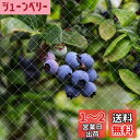 OFFO 防鳥ネット 鳥避けネット 幅2m×縦4m 15mm極細網目 強力ナイロン 耐久性 鳥よけネット スズメ対策 ブルーベリーや野菜などをしっかり守る 透明...