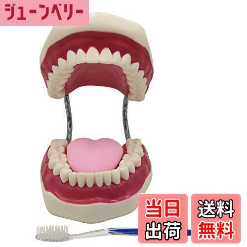 【送料無料】歯型模型 大型 可動式 口腔 歯列模型 はみがき 練習用 幼児 歯磨き 指導 教育 練習 デモン..