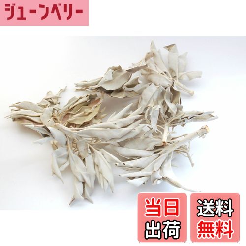 【送料無料】[セドナの魔法]ワイルド(野生種)ホワイトセージ カルフォルニア産 無農薬栽培 バリエーシ..