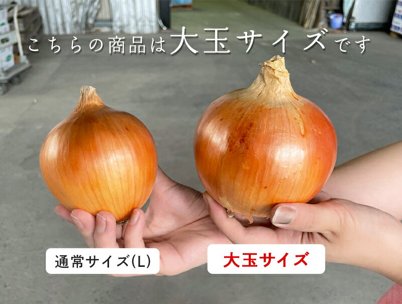 島の宝 大玉 玉葱 【月間優良ショップ受賞店】あさひサンファーム 淡路島産玉ねぎ 玉ねぎ 淡路島産 10キロ 10kg 送料無料 特別栽培 中生 晩生 おまかせ 有機肥料使用 お取り寄せ たまねぎ タマネギ ひょうご安心ブランド 兵庫県認証食品 産地直送 厳選食材 数量限定 asahi-onion-10000102 淡路島のたまねぎ屋さん あさひ サンプル画像2