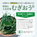 アサヒ緑健 緑効青汁 大麦若葉 乳酸菌入り オリゴ糖 食物繊維 3.5g×90袋 カルシウム 国産 青汁 抹茶風味 おいしい 有機栽培 農薬不使用 粉末 善玉菌 健康飲料 あおじる aojiru 青 汁 送料無料 3