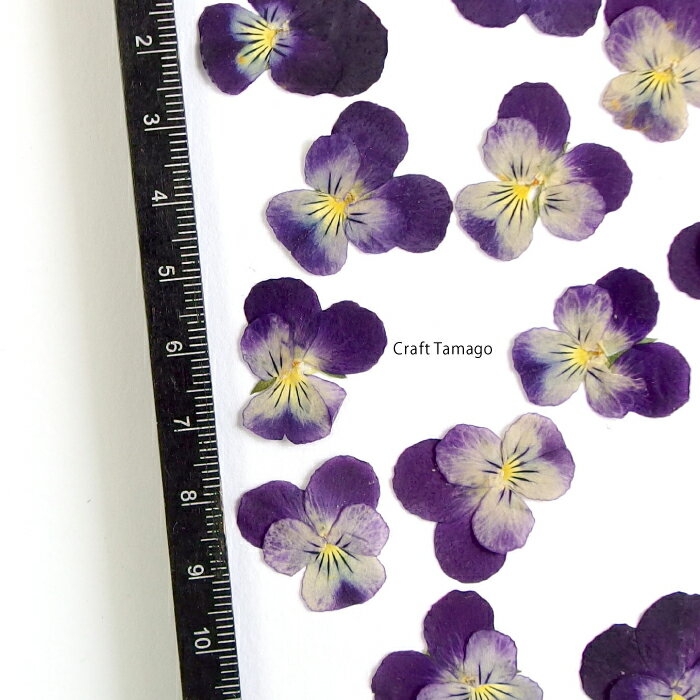 パープル ドライフラワー パンジー