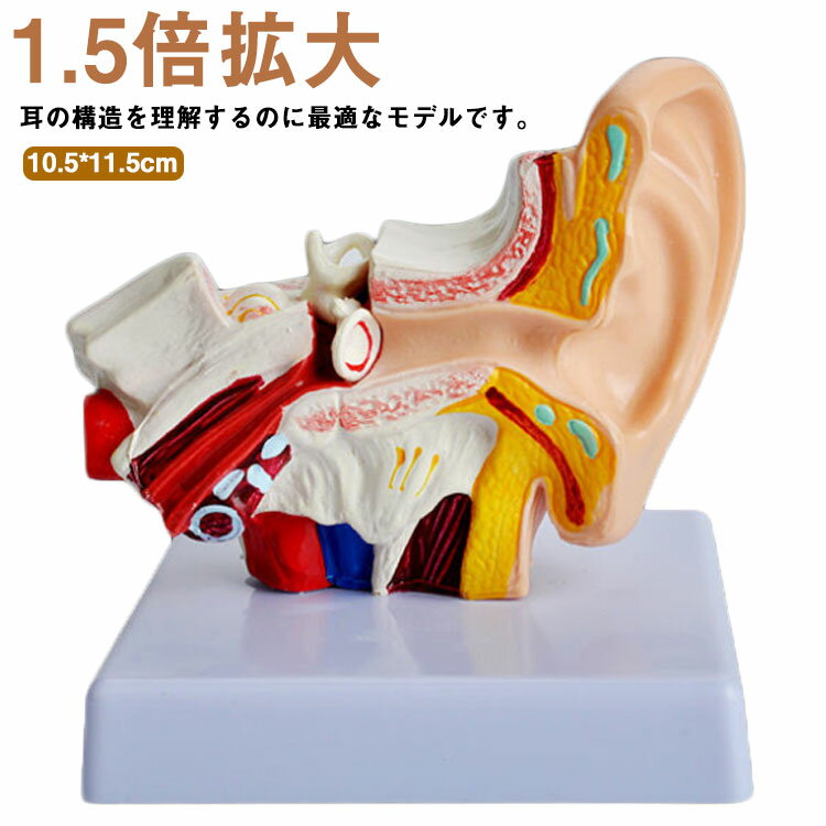 耳 インテリア 耳構造 1.5倍拡大 説明用 耳...の商品画像