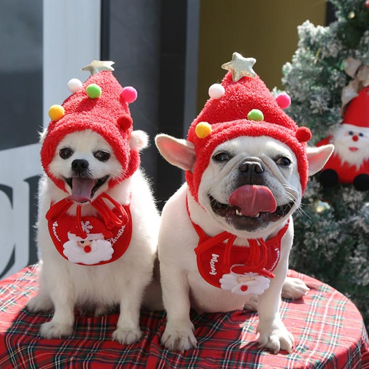 ���ꥹ�ޥ� ���� �ڥå��� �� ǭ �� ���ꥹ�ޥ������� ���� �ȥʥ��� �����ץ� �ɥå������� ����åȥ����� �ͤ� �� �İ��� ���襤�� ������� ˹���դ� ���� �淿 ���� ���ꥹ�ޥ� �������塼�� ���� ǭ�� ������ ǭ���� ���� ���� �ץ쥼���
