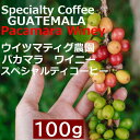 あす楽 スペシャルティコーヒー　グアテマラ ウイツマティグ農園　パカマラ　ワイニー 100g |シングルオリジン　コーヒー豆
