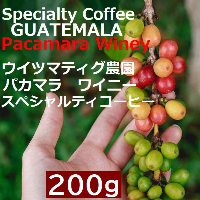 スペシャルティコーヒー　グアテマラ ウイツマティグ農園　パカマラ　ワイニー 200g |シングルオリジン　コーヒー豆