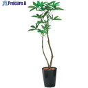 グリーンクロス 120cmパキラポット 全長125cm 6300029208 1個 ■▼410-3744 ※個人宅様送り不可