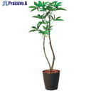 グリーンクロス 120cmパキラポット 全長125cm 6300029209 1個 ■▼410-3802 ※個人宅様送り不可