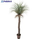 グリーンクロス ユッカロストラータ 全長200cm 6300029243 1個 ■▼410-5345 ※個人宅様送り不可