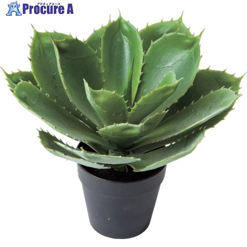 グリーンクロス エケベリア 全長25cm 6300029223 1個 ■▼410-8129 ※個人宅様送り不可