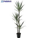 グリーンクロス ユッカエレファンティペス 全長155cm 6300029241 1個 ■▼410-8137 ※個人宅様送り不可