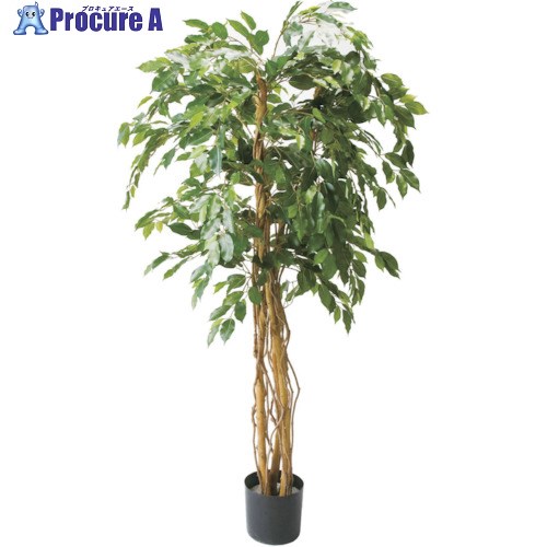 グリーンクロス ベンジャミントリプルバイン1.8m 6300029214 1個 ■▼410-8150 ※個人宅様送り不可