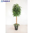 グリーンクロス 人工樹木/人工観葉植物 パキラ 6300028782 1個 ■▼412-7785 ※個人宅様送り不可