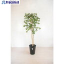 グリーンクロス 人工樹木/人工観葉植物 ガジュマル 6300028781 1個 ■▼412-7788 ※個人宅様送り不可