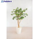 グリーンクロス 人工樹木/人工観葉植物 ガジュマル 6300028779 1個 ■▼412-7789 ※個人宅様送り不可
