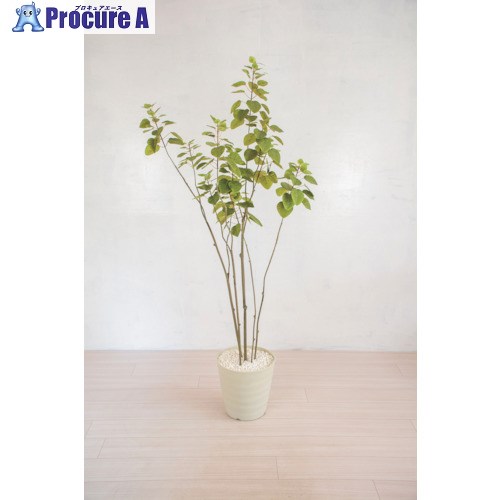 グリーンクロス 人工樹木/人工観葉植物 スモークツリー 6300028767 1個 ■▼412-7798 ※個人宅様送り不可