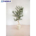 グリーンクロス 人工樹木/人工観葉植物 オリーブ 160cm 6300028788 1個 ■▼412-7801 ※個人宅様送り不可