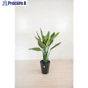 グリーンクロス 人工樹木/人工観葉植物 ストレチア 6300028783 1個 ■▼412-7805 ※個人宅様送り不可