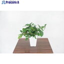 グリーンクロス 人工樹木/人工観葉植物 ブドウ 6300028773 1個 ■▼412-7807 ※個人宅様送り不可