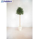 グリーンクロス 人工樹木/人工観葉植物 オリーブ 180cm 6300028787 1個 ■▼412-7808 ※個人宅様送り不可