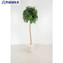 グリーンクロス 人工樹木/人工観葉植物 ベンジャミン 6300028765 1個 ■▼412-7810 ※個人宅様送り不可