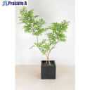 グリーンクロス 人工樹木/人工観葉植物 フランスベンジャミン 6300033761 1個 ■▼456-8609 ※個人宅様送り不可