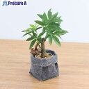 グリーンクロス コーヒーノキフェルトポットナマケモノ 全長29cm 6300036510 1個 ■▼506-1910 ※個人宅様送り不可