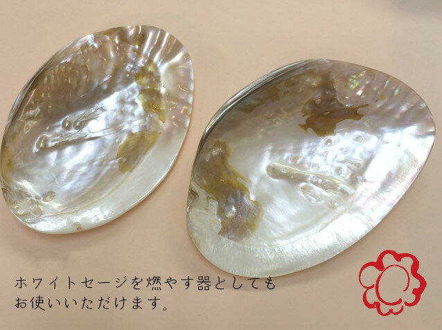 楽天市場】イケチョウ貝の通販 楽天市場】イケチョウ貝の通販